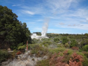 Erupting geyser at Rotorua